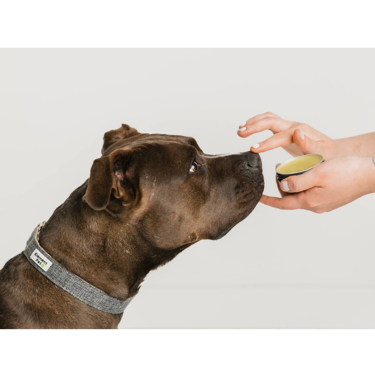 Pet Care