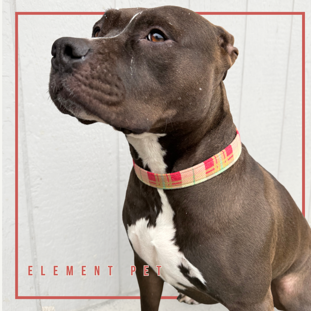 Hand Made Dog Collars