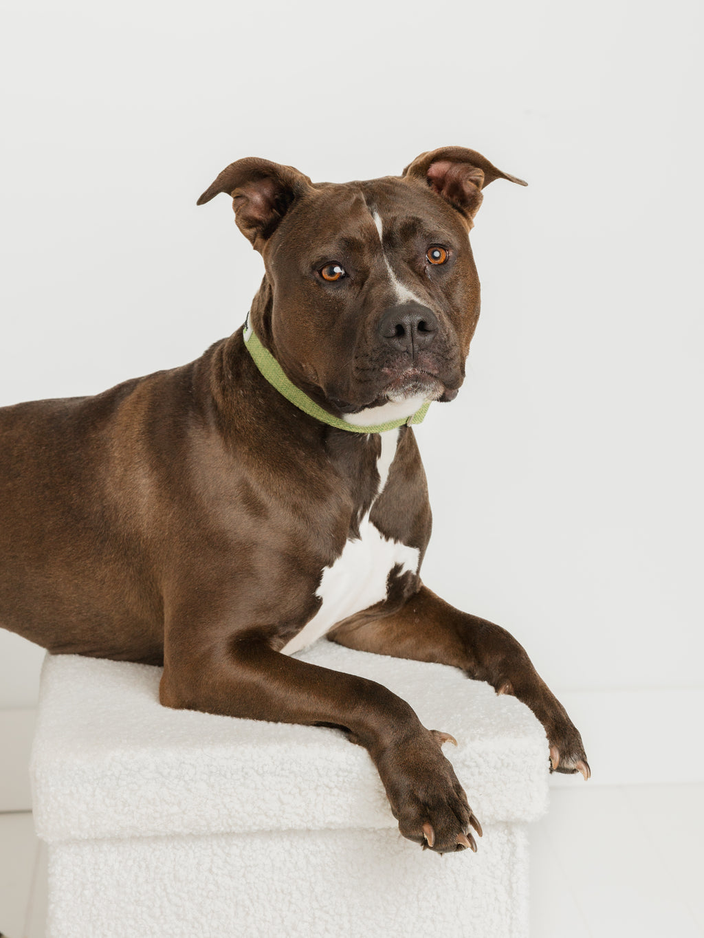 Natural hemp dog collar in tan – eco-friendly, adjustable, and durable
Eco-friendly hemp dog collar in carbon gray – sustainable and minimal
Green hemp dog collar for dogs – comfortable and plant-based
Aqua hemp collar for dogs – breathable, lightweight, and plastic-free