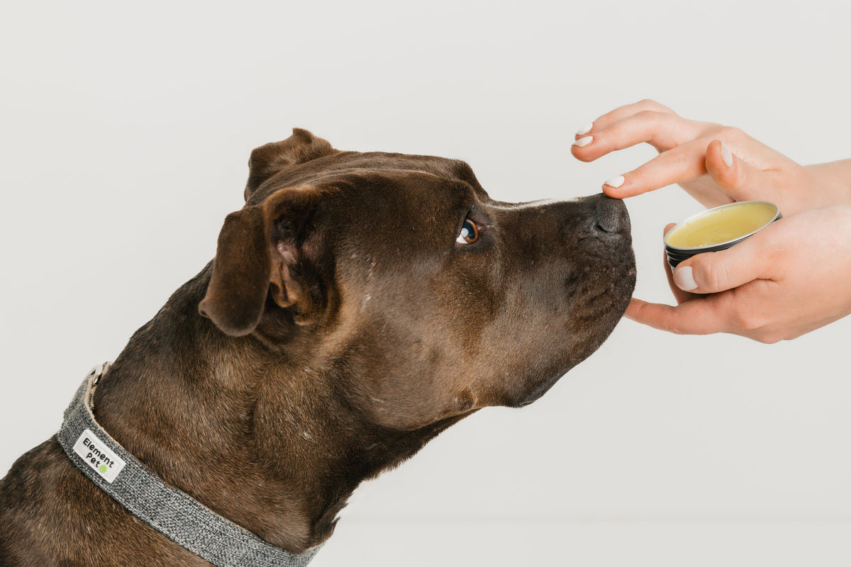 All-natural dog balm in metal tin – safe for paws, noses, and skin
Hemp-infused paw balm for dogs – moisturizes and protects naturally
Calming balm for dogs – made with clean, dog-safe ingredients