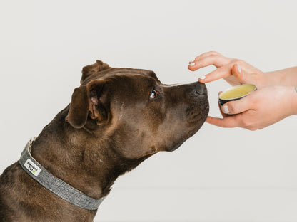 Nose & Paw Hemp Balm