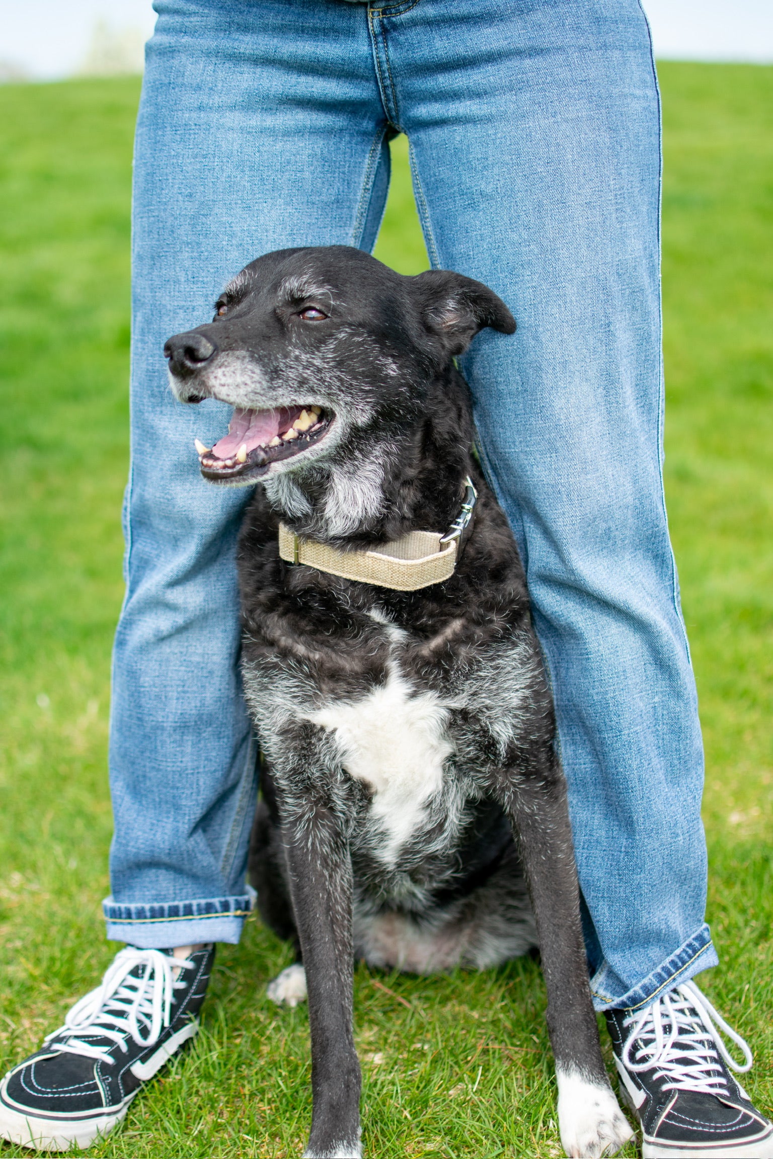 Natural hemp dog collar in tan – eco-friendly, adjustable, and durable
Eco-friendly hemp dog collar in carbon gray – sustainable and minimal
Green hemp dog collar for dogs – comfortable and plant-based
Aqua hemp collar for dogs – breathable, lightweight, and plastic-free