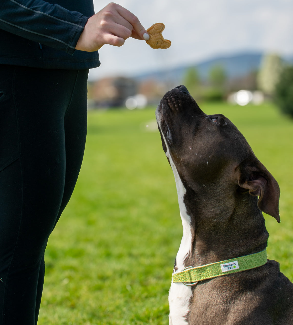 Peanut Butter Bites – All-Natural Dog Treats