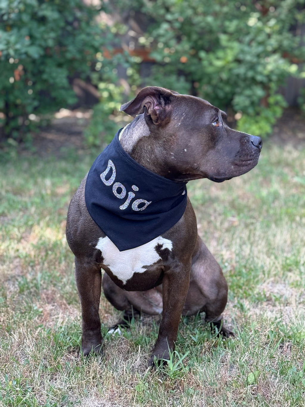 Custom Dog Bandana