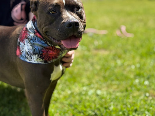 4th of july, Adjustable hemp-lined dog bandana – breathable and lightweight