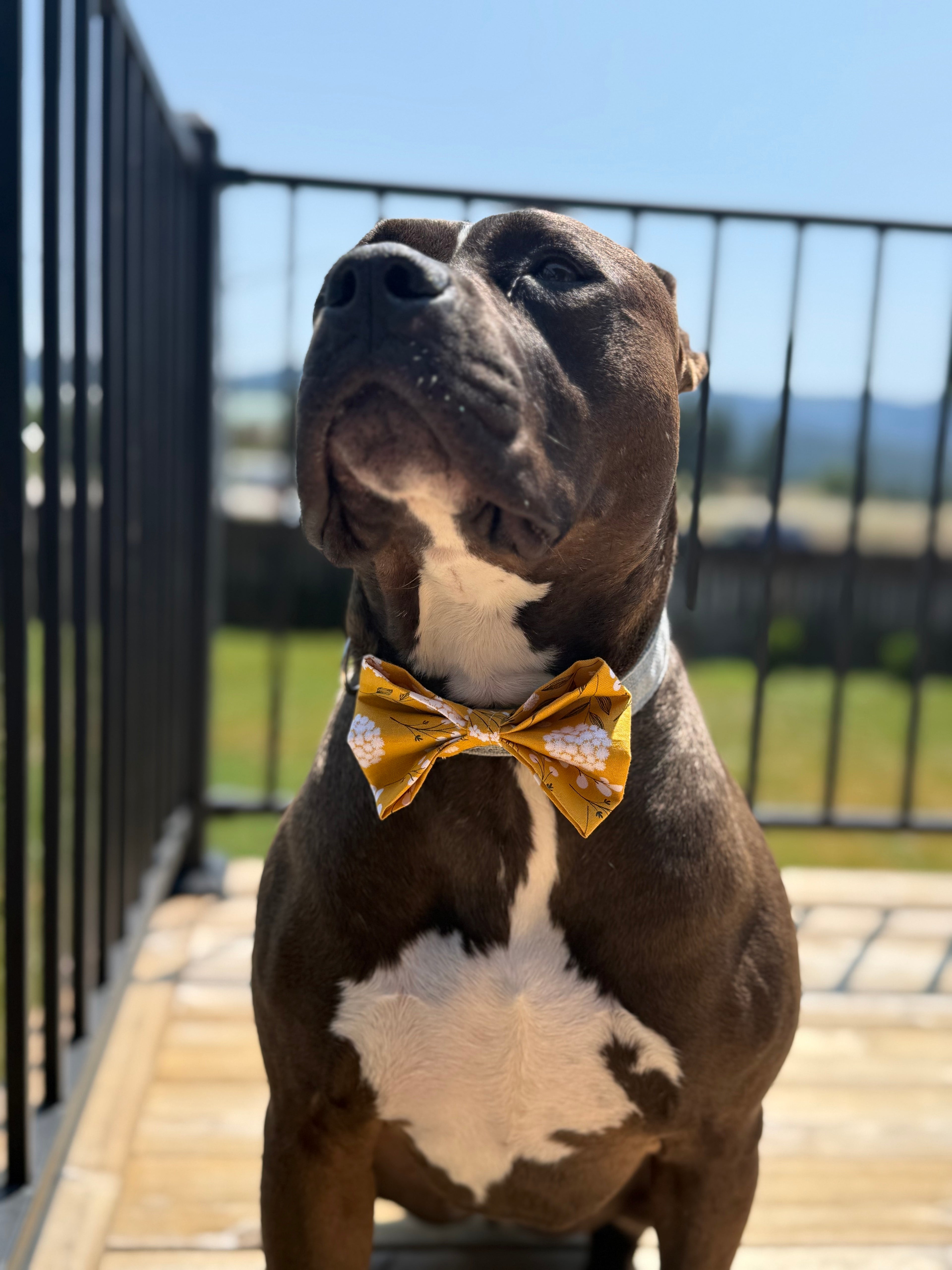 Element Bows - Essentials Collection