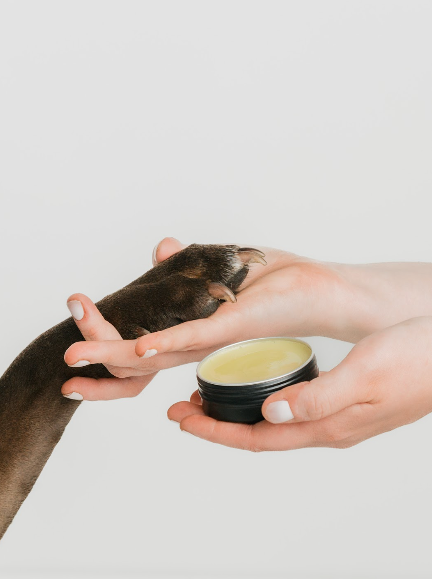 Dog owner applying paw balm to protect paws from hot pavement