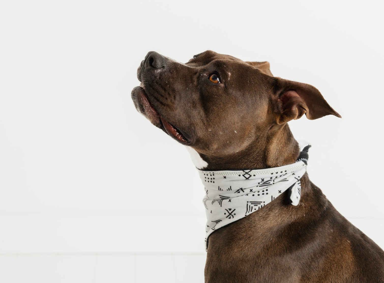 Nature Pack - Walk-Ready Bundle