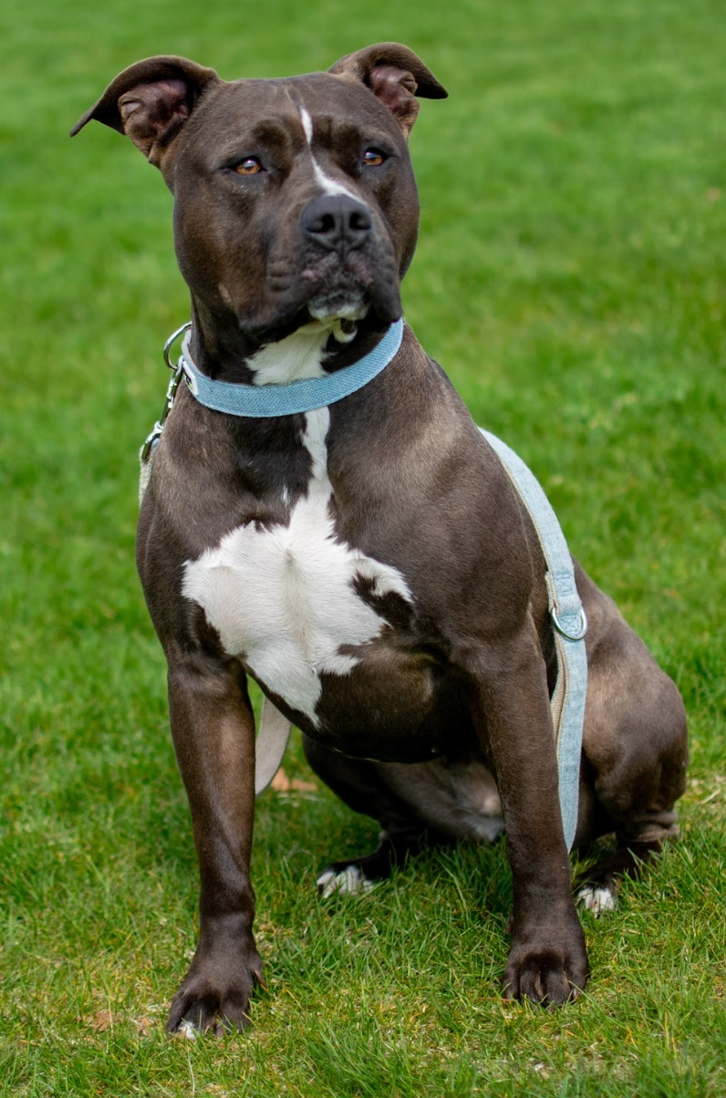 Forge Hemp Dog Leash