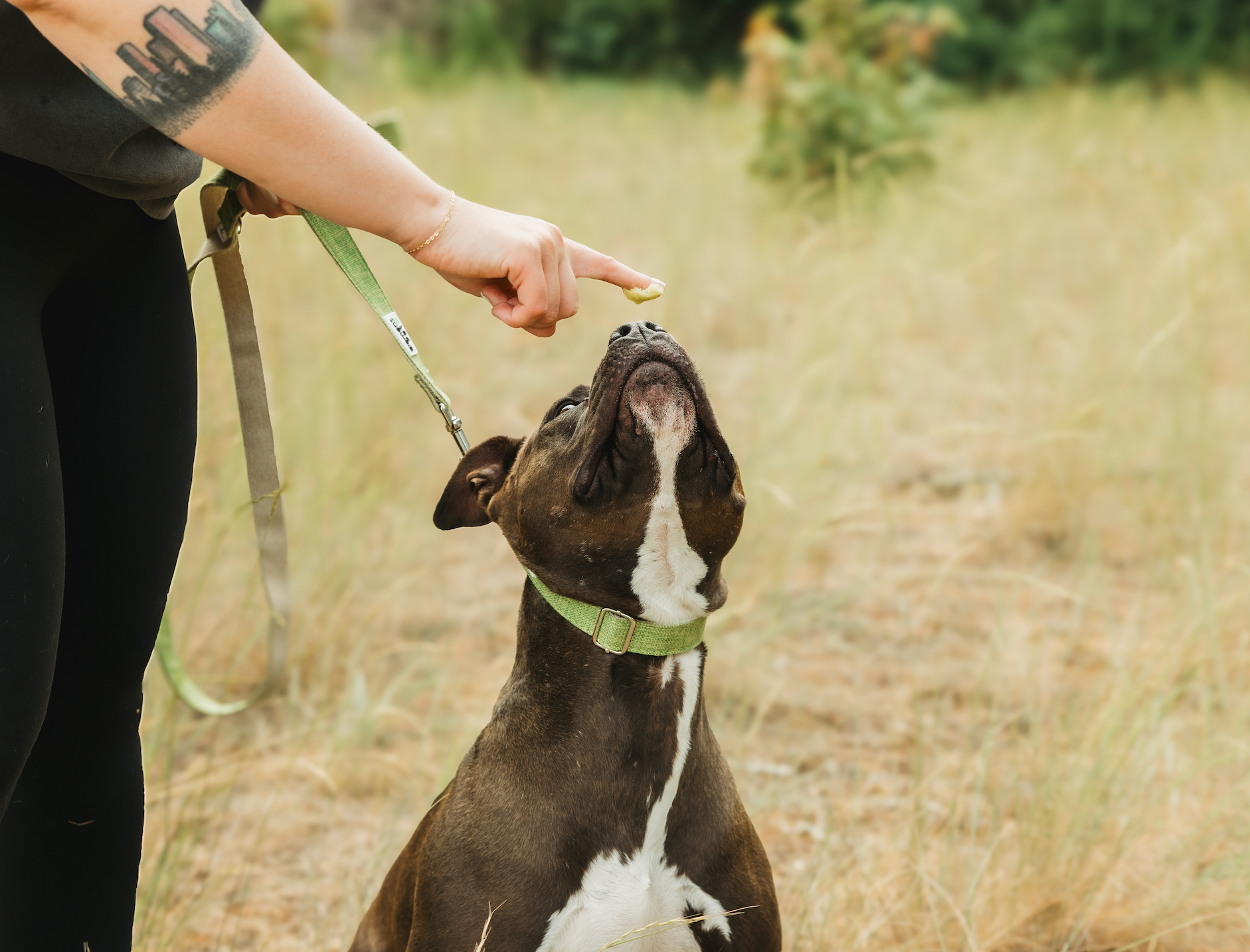 Summer Paw Balm